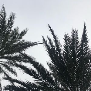 Meet your Posher, Sophie